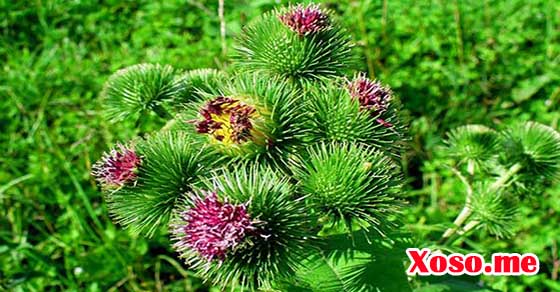 Chiêm bao thấy hái thuốc ngũ hương là có lợi ích nhỏ