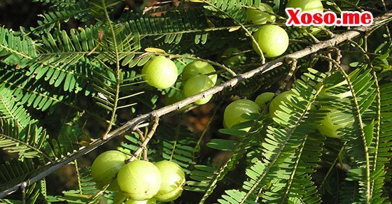 Mơ thấy ăn hoa quả có vị chua là điềm báo gặp khó khăn trong công việc Mơ thấy ăn hoa quả có vị chua là điềm báo gặp khó khăn trong công việc