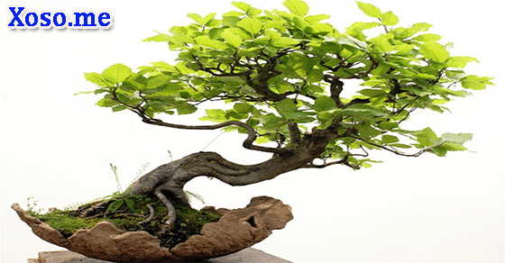 Điềm báo của giấc mơ cây xanh Điềm báo của giấc mơ cây xanh