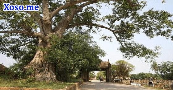 Điềm báo giấc mơ gặp cây đa lớn