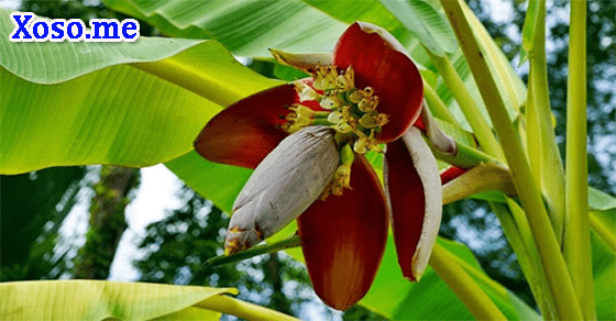 Vận may với giấc mơ thấy hoa chuối Vận may với giấc mơ thấy hoa chuối