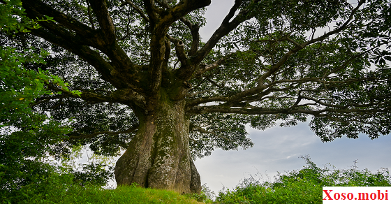 Chiêm bao thấy cây to lớn điềm gì, đánh con gì