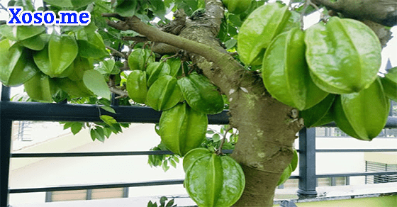 Điềm báo của giấc mơ cây nhiều quả