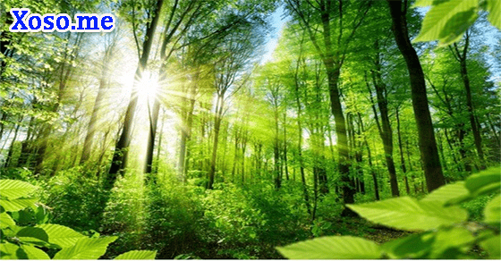 Ý nghĩa giấc mơ rừng cây