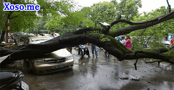 Điềm báo giấc mơ cây cổ thụ bị đổ