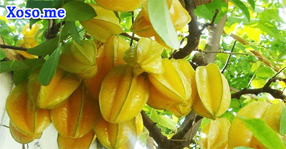 Thành công với giấc mơ thấy khế chín Thành công với giấc mơ thấy khế chín