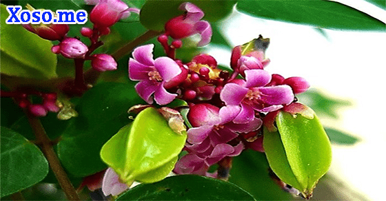 Vận may về tiền bạc với giấc mơ hoa khế Vận may về tiền bạc với giấc mơ hoa khế