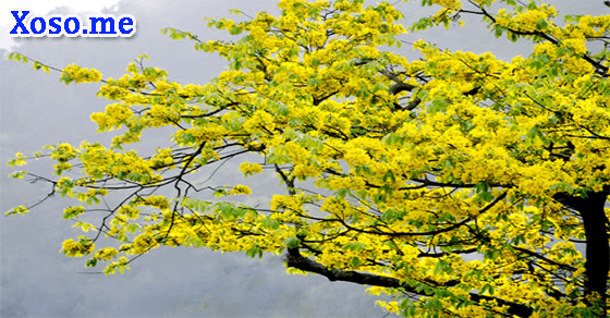 Điềm báo giấc mơ thấy cây nhiều hoa