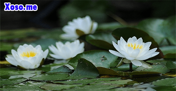 Ý nghĩa giấc mơ bông súng trắng Ý nghĩa giấc mơ bông súng trắng