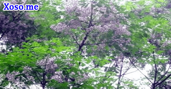 Ý nghĩa giấc mơ thấy hoa xoan