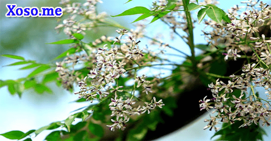 Nằm mơ thấy cây xoan