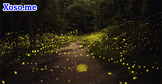 Ý nghĩa giấc mơ thấy ánh sáng đom đóm Ý nghĩa giấc mơ thấy ánh sáng đom đóm