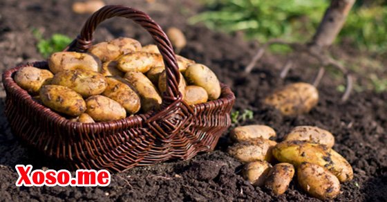 Chiêm bao thấy củ khoai có ý nghĩa gì?