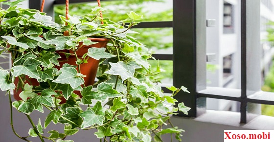 Các hành động tương tác với cây không hoa trong giấc mộng