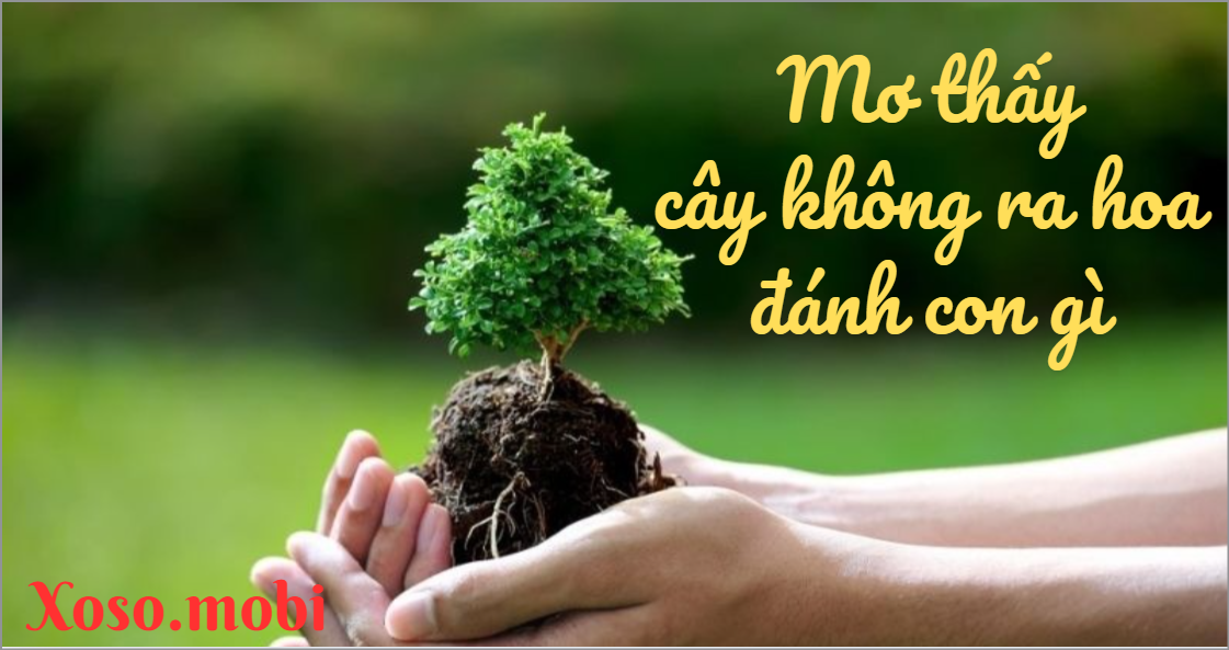 Các hành động tương tác với cây không hoa trong giấc mộng Các hành động tương tác với cây không hoa trong giấc mộng