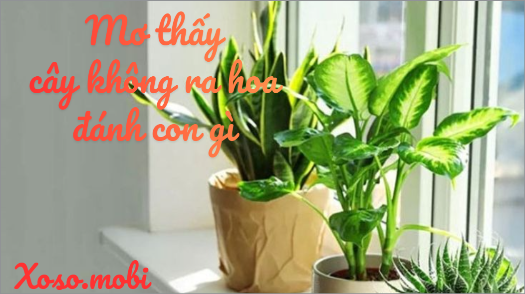 Phân tích các trường hợp chiêm bao cây không ra hoa và không có hoa Phân tích các trường hợp chiêm bao cây không ra hoa và không có hoa