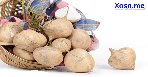 Thành công lớn với giấc mơ chùm củ đậu Thành công lớn với giấc mơ chùm củ đậu