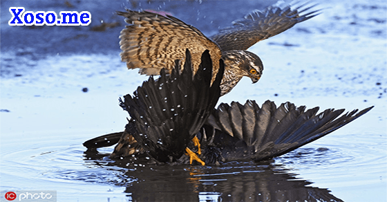 Điềm báo giấc mơ thấy diều hâu tấn công