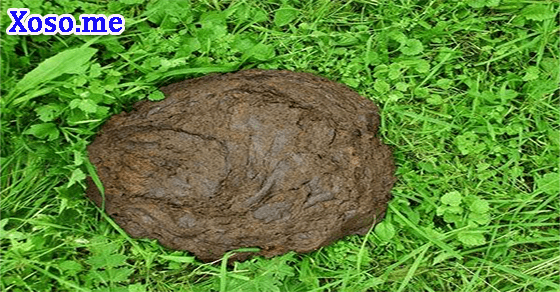 Điềm bao may mắn với giấc mơ thấy phân trâu Điềm bao may mắn với giấc mơ thấy phân trâu