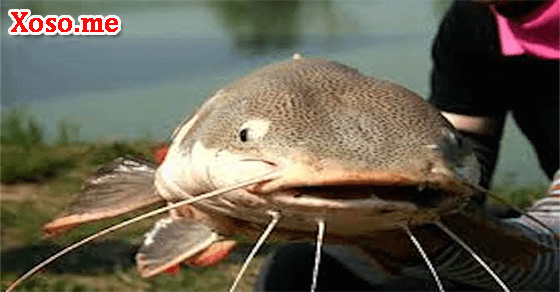 Giải mã giấc mơ thấy cá trê? Số đề con cá trê Giải mã giấc mơ thấy cá trê? Số đề con cá trê