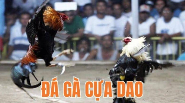 Giới thiệu tổng quan về bộ môn đá gà cựa dao