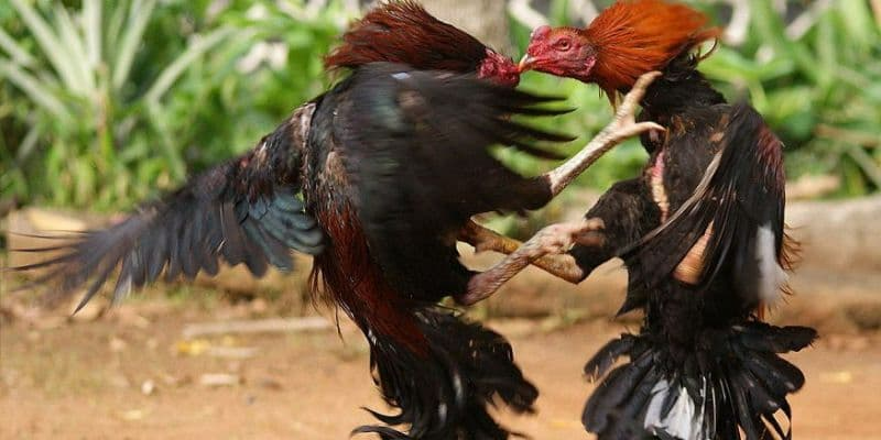  Tổng quan về Đá gà C1 Topbet và sức hút với người hâm mộ
