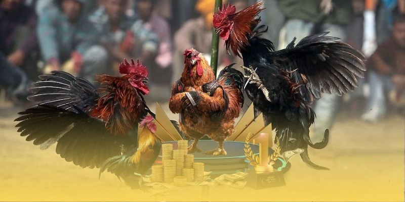  Cơ hội nhận thưởng và khuyến mãi đặc biệt
