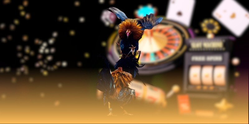  Khám phá đá gà trực tiếp và sức hút tại MCW