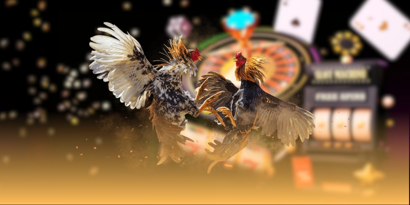  Hướng dẫn tham gia đá gà trực tiếp MCW